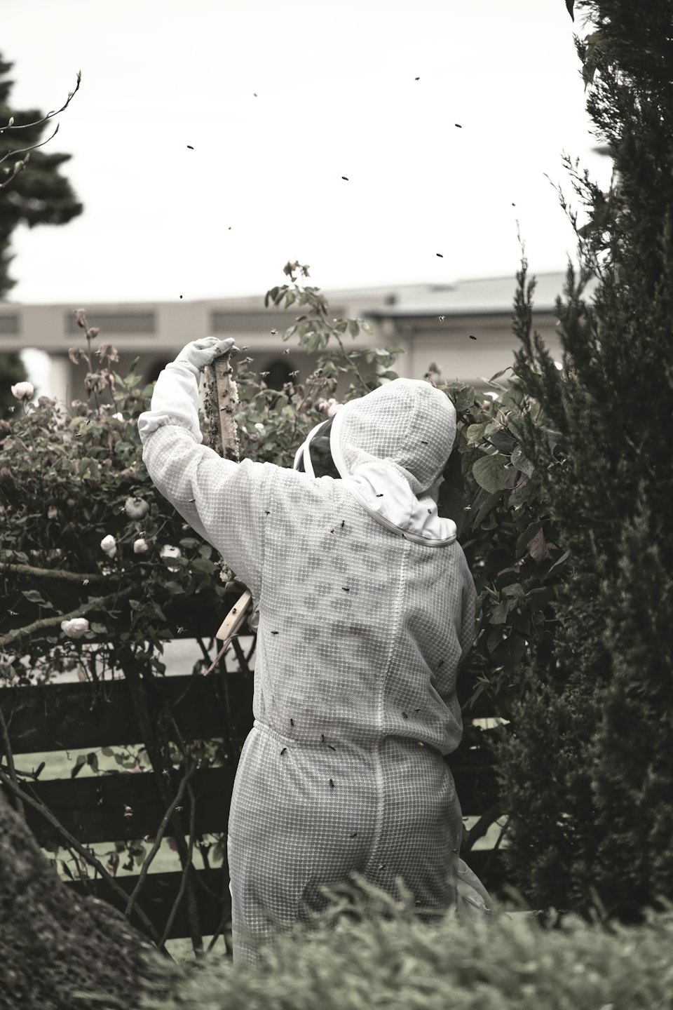 Beekeeper harvests honeycomb frame outdoors with bees.