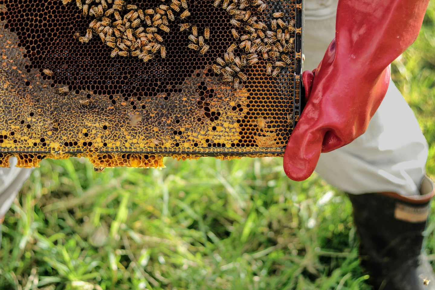 Beekeeper in red glove inspects honeycomb full of bees.