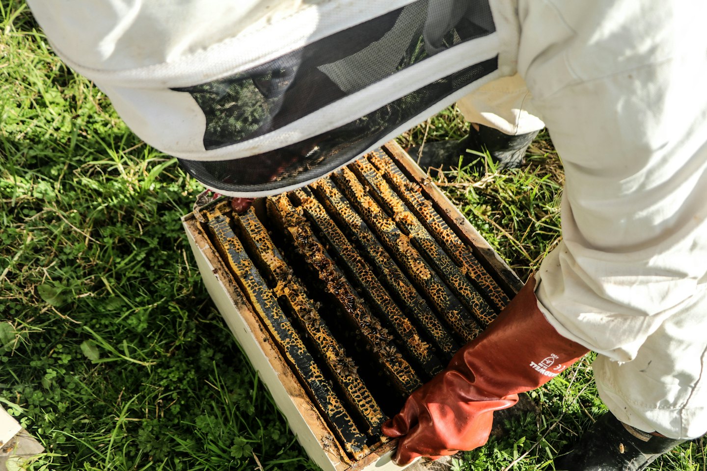A beekeeper in a protective suit inspects a beehive frame.